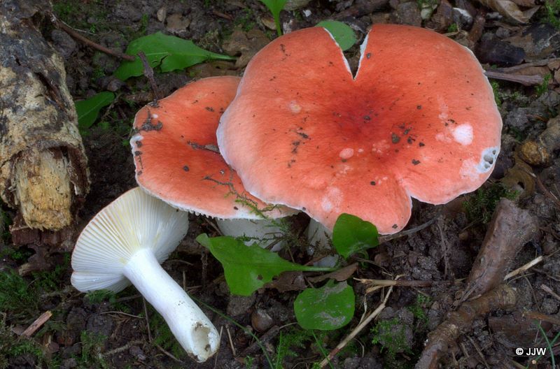 Russula luteotacta